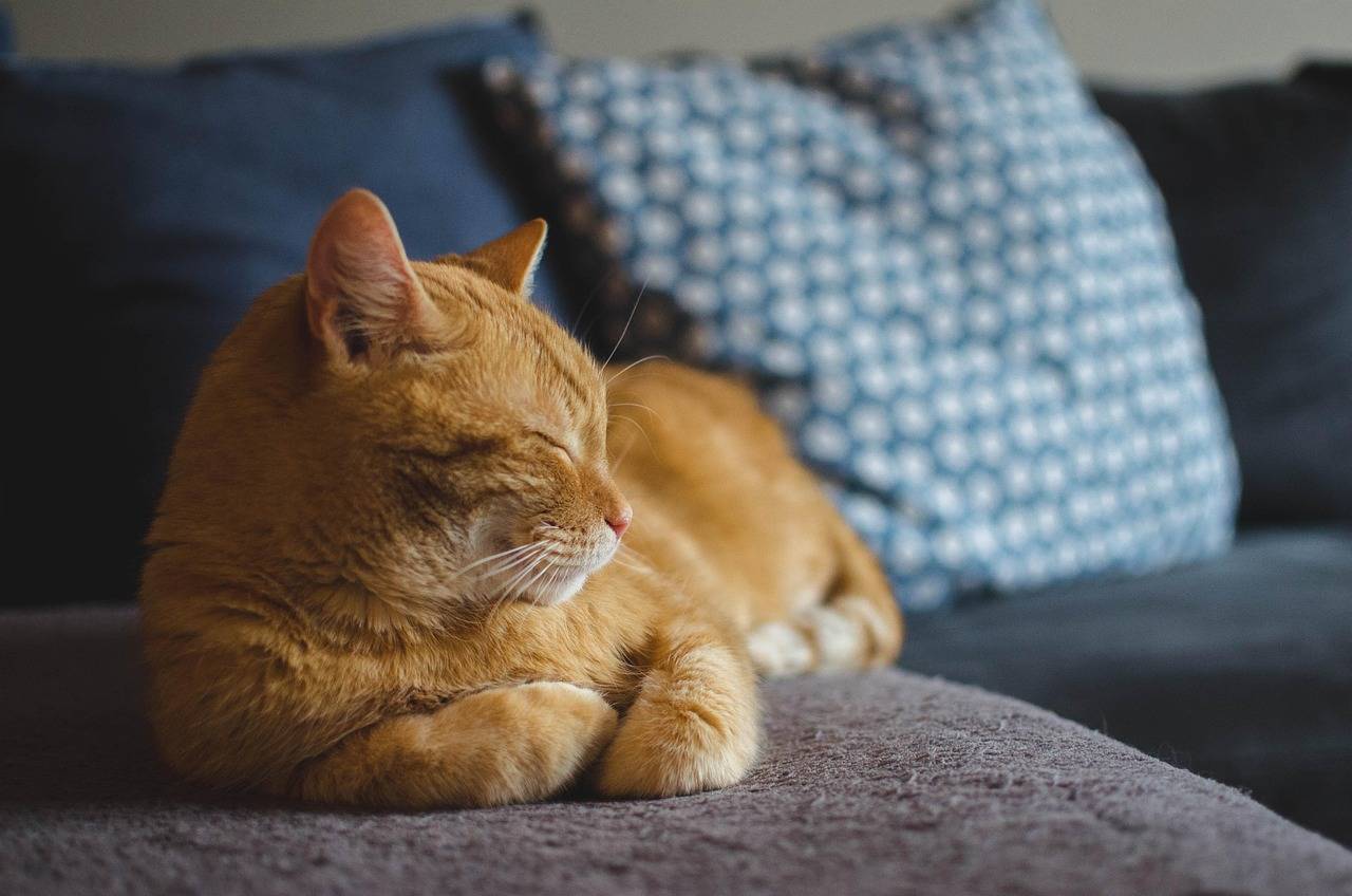 Gezinsuitbreiding? Zo bereid je je hond of kat voor op de geboorte